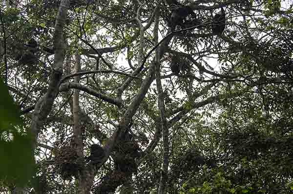 01 - Chimpances - parque nacional de Nyungwe - Ruanda